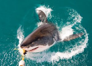 Daytona Beach Shark Fishing