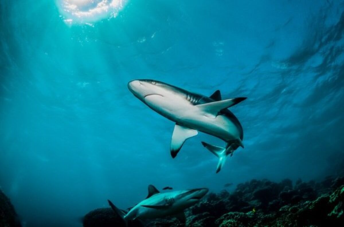 Daytona Beach Shark Fishing: 5 Things to Keep in Mind - Captain